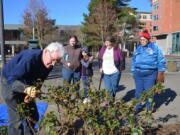 Esther Short: Fort Vancouver Rose Society co-president Louis Rossetto gives pruning lessons to, from left, Paulie and Licia Villard, an Esther Short Park visitor and Sue Lanz on March 10, when the society was pruning and cleaning the Esther Short Park Rose Garden.