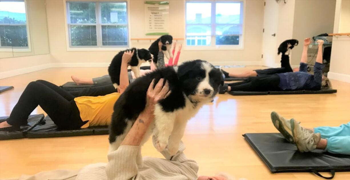 Fairway-164th Avenue: To enhance her Pilates class at Touchmark Health & Fitness Club, director Jennifer Short brought in puppies, partly for their warmth and partly because they are the perfect weight for Pilates class.