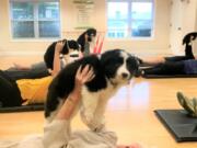 Fairway-164th Avenue: To enhance her Pilates class at Touchmark Health & Fitness Club, director Jennifer Short brought in puppies, partly for their warmth and partly because they are the perfect weight for Pilates class.