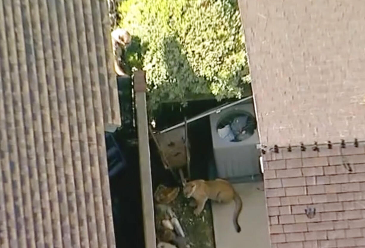 This Monday, March 26, 2018 aerial image made from video provided by KABC-7 shows a wildlife official checking on the situation of a mountain lion behind a residential house in Azusa, Calif. on Monday, March 26, 2018. The mountain lion roamed through backyards in a neighborhood outside Los Angeles before wildlife officers tranquilized it.