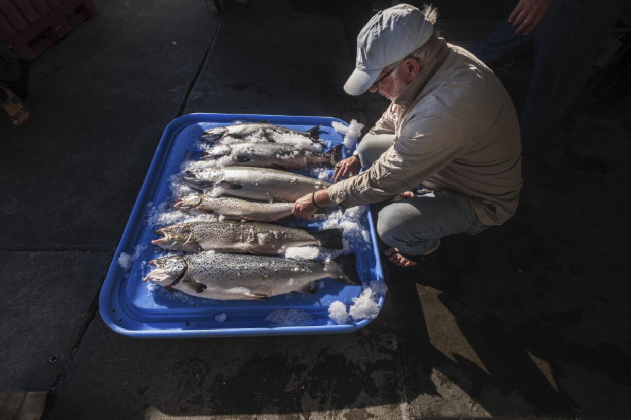 FILE - In this Tuesday, Aug. 22, 2017, file photo, Riley Starks of Lummi Island Wild shows three of the farm-raised Atlantic salmon that were caught alongside four healthy Kings in Point Williams, Wash. The Washington Legislature on Friday, March 2, 2018, voted to phase out marine Atlantic salmon aquaculture, an industry that has operated for decades in the state but has come under fire after tens of thousands of nonnative fish escaped into local waters last summer.