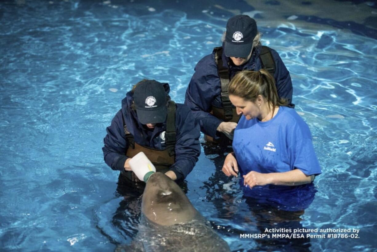 Lisa Hartmann, from left, and Dr. Carrie Goertz, Alaska SeaLife Center, and Katie Kolodziej, SeaWorld San Antonio, bottle feed Tyonek as he acclimates to his new home at SeaWorld San Antonio, Texas on Friday, March 9, 2018. The 5-month-old whale named Tyonek made a 4,000-mile journey to SeaWorld San Antonio on Thursday. Tyonek was less than a month old when he became stranded in Alaska’s Cook Inlet last fall.