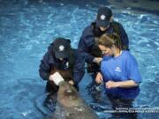 Lisa Hartmann, from left, and Dr. Carrie Goertz, Alaska SeaLife Center, and Katie Kolodziej, SeaWorld San Antonio, bottle feed Tyonek as he acclimates to his new home at SeaWorld San Antonio, Texas on Friday, March 9, 2018. The 5-month-old whale named Tyonek made a 4,000-mile journey to SeaWorld San Antonio on Thursday. Tyonek was less than a month old when he became stranded in Alaska’s Cook Inlet last fall.