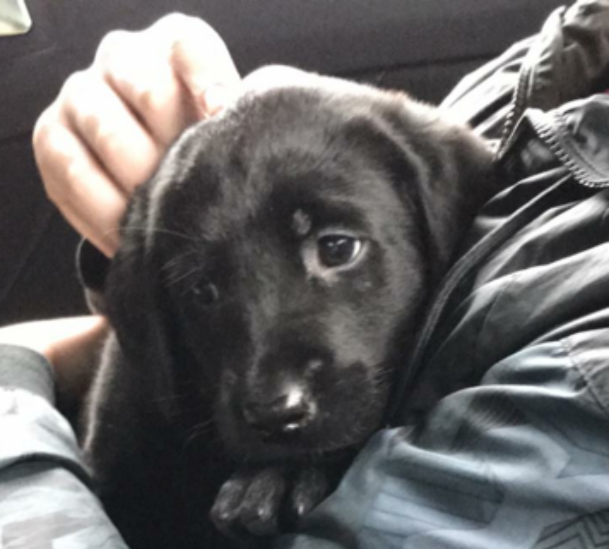 Clark County deputies say this nearly 5-month-old black lab puppy named Carlos was stolen during a burglary at a Vancouver home in the area of 164th Avenue and Northeast 28th Street about two weeks ago.