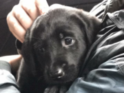 Clark County deputies say this nearly 5-month-old black lab puppy named Carlos was stolen during a burglary at a Vancouver home in the area of 164th Avenue and Northeast 28th Street about two weeks ago.