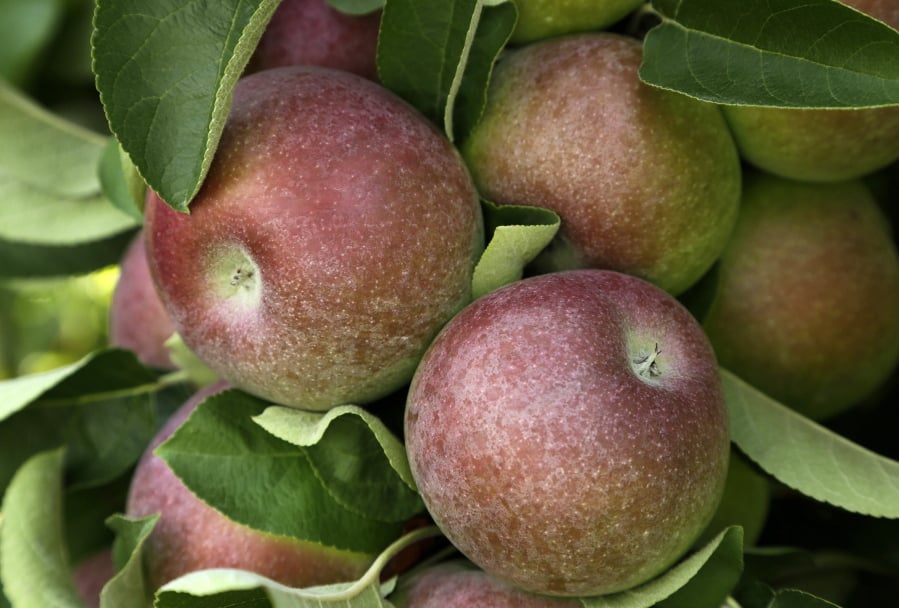 FILE- In this Aug. 30, 2015, file photo, McIntosh apples hang on a tree at Carlson Orchards in Harvard, Mass. After President Donald Trump announced plans to impose tariffs on products the Chinese government responded Friday, March 23, 2018, with a threat to add an equal 25 percent charge on U.S. products including pork. A 15 percent tariff also would be imposed on wine, apples, ethanol and stainless steel pipe as part of a $3 billion list of U.S. goods for possible retaliation.