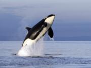 An endangered female orca leaps from the water in 2014 while breaching in Puget Sound west of Seattle.