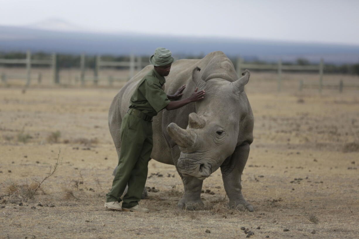 Keeper Zachariah Mutai tends to Fatu, one of only two female northern white rhinos left in the world, on March 2 at the Ol Pejeta Conservancy in Kenya.