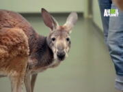 An aging kangaroo named Dave who calls the Bronx Zoo in New York home is receiving low-temperature cryotherapy treatment for arthritis.