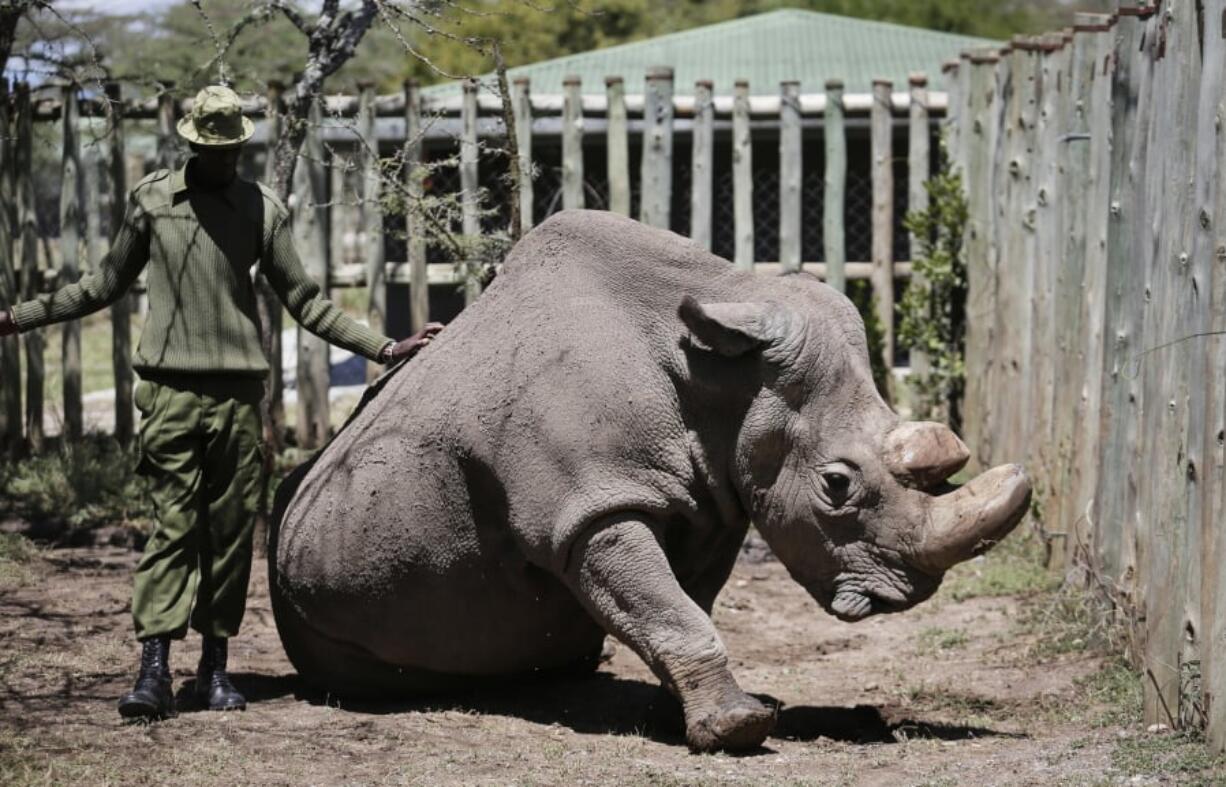 A ranger takes care of Sudan, the world’s last male northern white rhino, at the Ol Pejeta Conservancy in Laikipia county in Kenya.