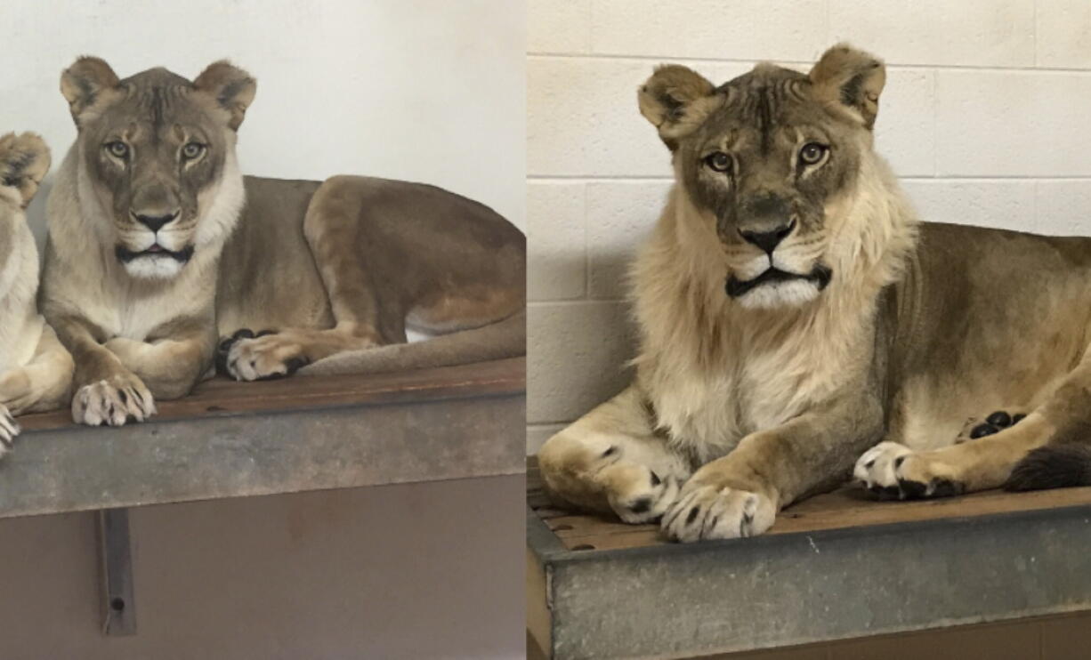 Two photos taken on March 25, 2017, left, and Nov. 23, 2017, right, show Bridget, a lioness, who has grown a mane. The zoo says a blood sample has detected the reason why one of its African lionesses has grown a mane.