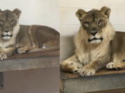 Two photos taken on March 25, 2017, left, and Nov. 23, 2017, right, show Bridget, a lioness, who has grown a mane. The zoo says a blood sample has detected the reason why one of its African lionesses has grown a mane.