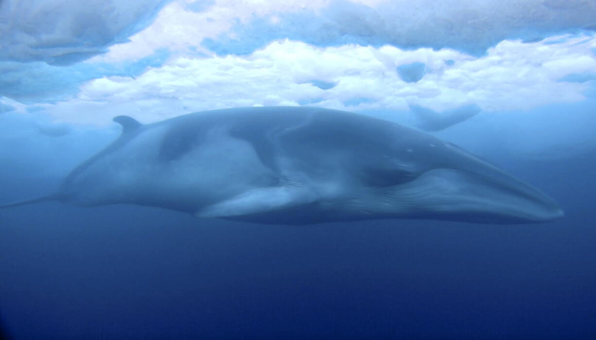 A minke whale glides under the ice in McMurdo Sound, Antarctica. Marine mammal expert Regina Eisert thought minke whales were a little boring until she captured some striking footage of one swimming underwater near Antarctica. Now she thinks they’re beautiful.