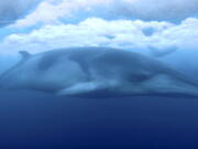 A minke whale glides under the ice in McMurdo Sound, Antarctica. Marine mammal expert Regina Eisert thought minke whales were a little boring until she captured some striking footage of one swimming underwater near Antarctica. Now she thinks they’re beautiful.