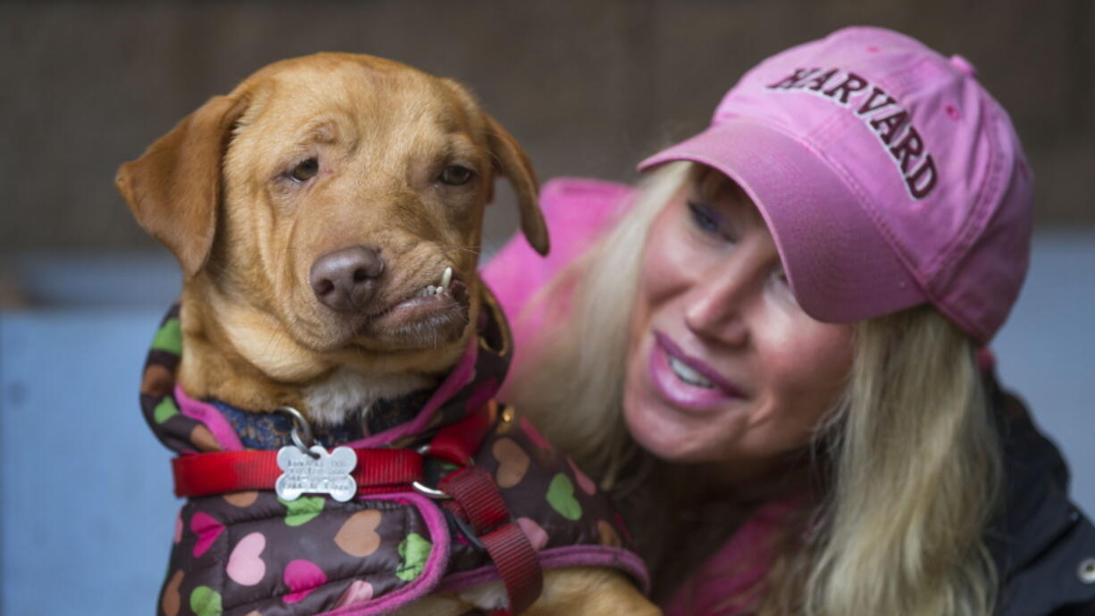 Picasso the dog, who was rescued from a California kill shelter by the Eugene-based Loveable Dog Rescue, is seen Thursday with Liesl Wilhardt, Luvable Dog Rescue founder and executive director in Eugene, Ore.