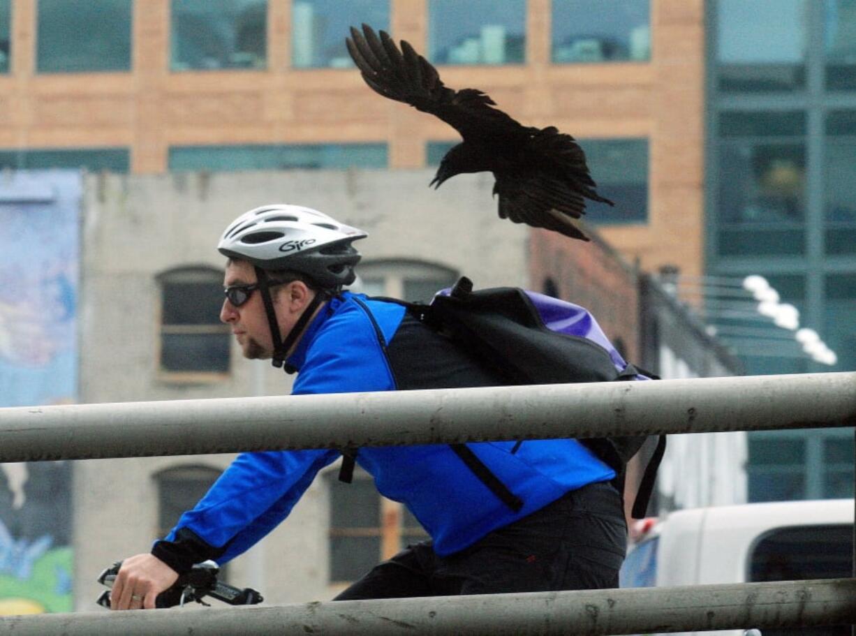 A crow dive-bombs a bicyclist as he crosses the Morrison Bridge on June 27, 2012, in Portland. Lab tests confirm that poison killed crows that were seen falling from the Portland sky in late January.