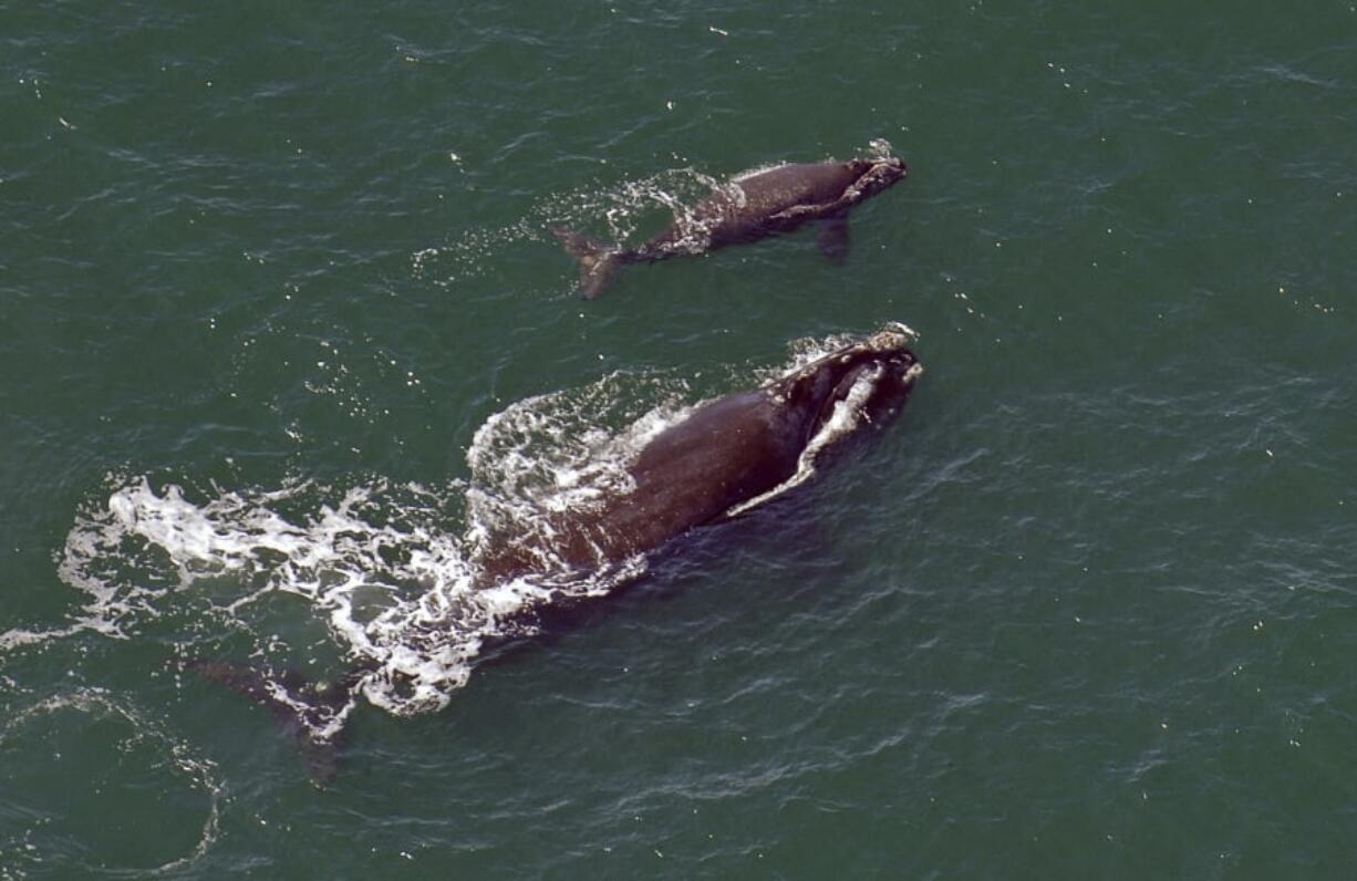 A female right whale swims at the surface of the water with her calf a few miles off the Georgia coast in 2009. This year’s winter calving season for critically endangered right whales is ending without a single newborn being spotted off the southeast U.S. coast. That is something that hasn’t happened in 30 years. Researchers have been looking since December for newborn right whales off the coasts of Georgia and Florida. That’s where pregnant whales typically give birth each winter. Survey flights wrap up Saturday.