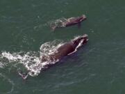 A female right whale swims at the surface of the water with her calf a few miles off the Georgia coast in 2009. This year’s winter calving season for critically endangered right whales is ending without a single newborn being spotted off the southeast U.S. coast. That is something that hasn’t happened in 30 years. Researchers have been looking since December for newborn right whales off the coasts of Georgia and Florida. That’s where pregnant whales typically give birth each winter. Survey flights wrap up Saturday.