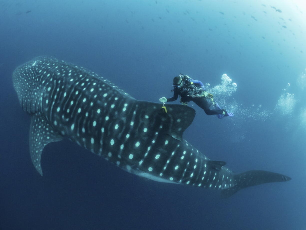 Jonathan Green checks on a fin-mounted satellite tag on a whale shark in the Galapagos Islands area of Ecuador. Despite typically being bigger than a double-decker bus, the elusive whale shark has only tiny, almost useless teeth. It’s also one of the least understood animals in the ocean.