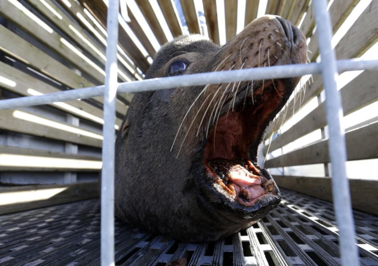 A California sea lion waits to be released into the Pacific Ocean in Newport, Ore. Two species of fish listed as threatened under the Endangered Species Act are facing a growing challenge in Oregon from hungry sea lions. The federally protected California sea lions are traveling into the Columbia River and its tributaries to snack on fragile fish populations. After a decade killing the hungriest sea lions in one area, wildlife officials now want to expand the program.