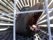 A California sea lion waits to be released into the Pacific Ocean in Newport, Ore. Two species of fish listed as threatened under the Endangered Species Act are facing a growing challenge in Oregon from hungry sea lions. The federally protected California sea lions are traveling into the Columbia River and its tributaries to snack on fragile fish populations. After a decade killing the hungriest sea lions in one area, wildlife officials now want to expand the program.