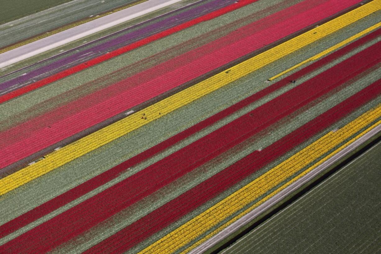 FILE - In this Tuesday, May 4, 2016 file photo, farmers work in a field of blossoming tulips in Den Helder, northern Netherlands.