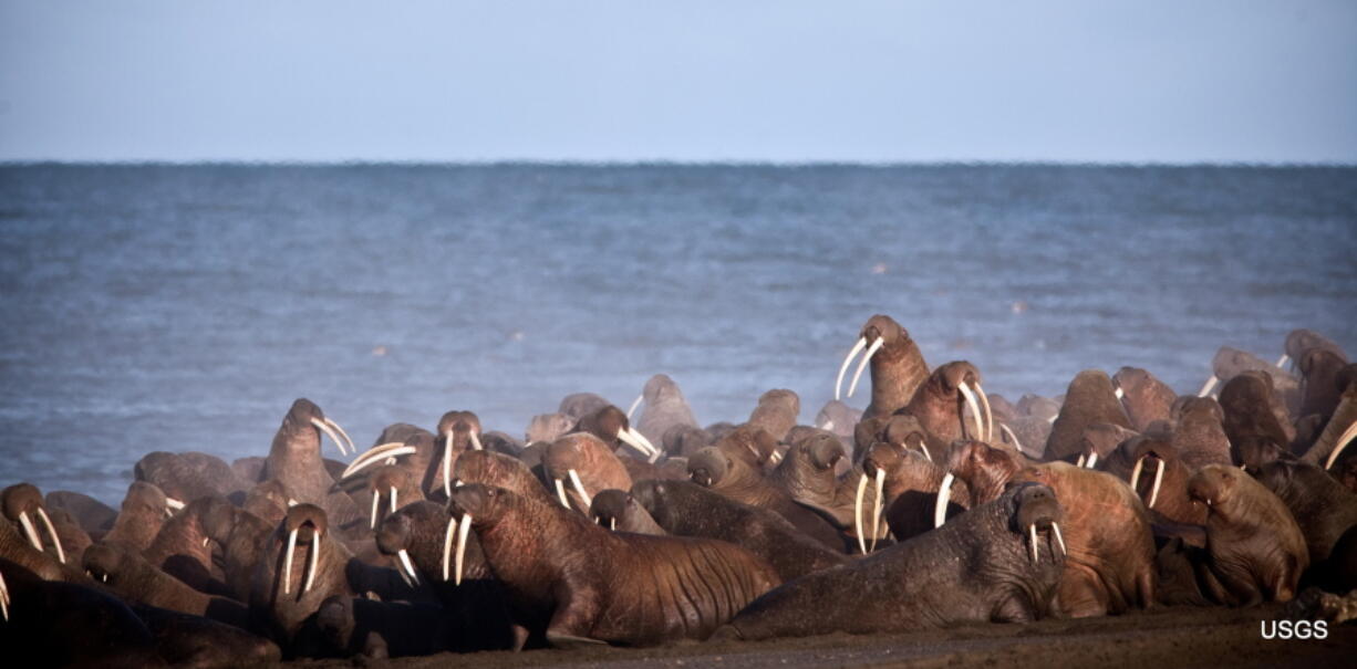 FILE - In this September 2013, file photo provided by the United States Geological Survey (USGS), walruses gather to rest on the shores of the Chukchi Sea near the coastal village of Point Lay, Alaska. A national environmental organization seeking additional protections for Pacific walrus is suing the Trump administration for failing to list the marine mammals as a threatened species.