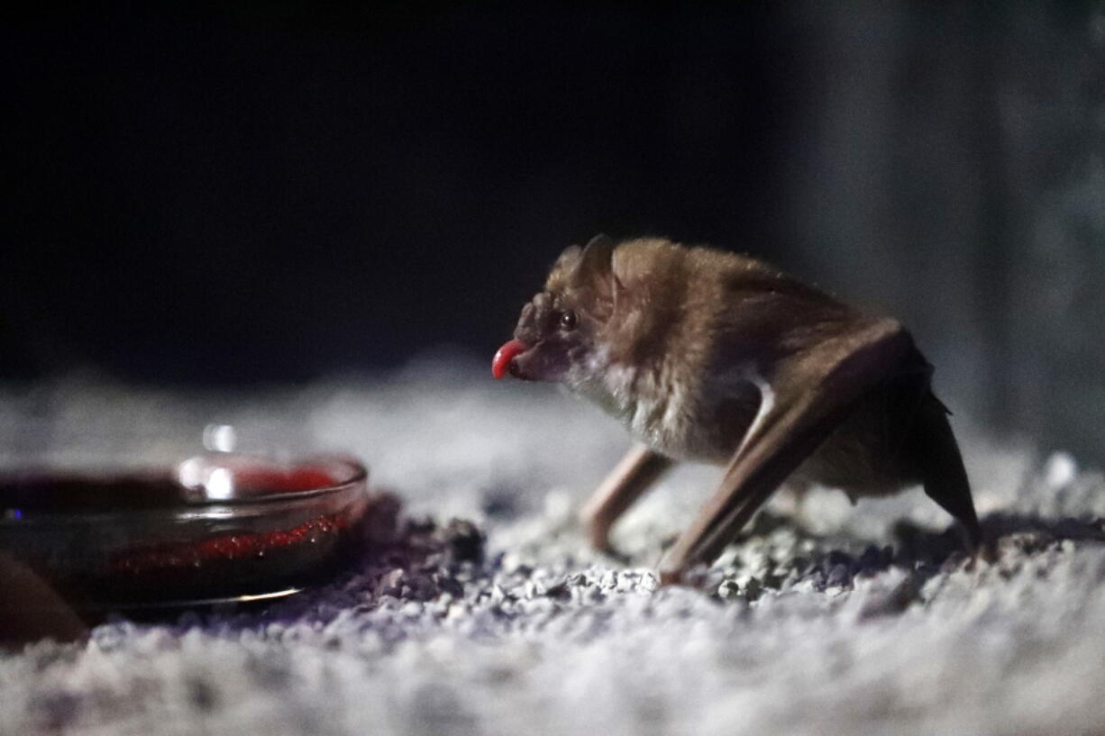 A Vampire Bat drinks bovine blood in the Criaturas de la Noche (Creatures of the Night) Bat House, the Audubon Zoo’s new night house in New Orleans. The various species are all from Central and South America, and the building’s interior simulates an abandoned warehouse set up to protect Mayan artifacts during a dig.