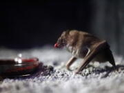 A Vampire Bat drinks bovine blood in the Criaturas de la Noche (Creatures of the Night) Bat House, the Audubon Zoo’s new night house in New Orleans. The various species are all from Central and South America, and the building’s interior simulates an abandoned warehouse set up to protect Mayan artifacts during a dig.