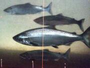 A Chinook salmon, second from the bottom, swims in the Columbia River with sockeye salmon at the Bonneville Dam fish-counting window near North Bonneville in June 2012. Steelhead and Chinook salmon are the most abundant IHNV-vulnerable species in the Columbia Basin, and the disease is particularly deadly to their young.