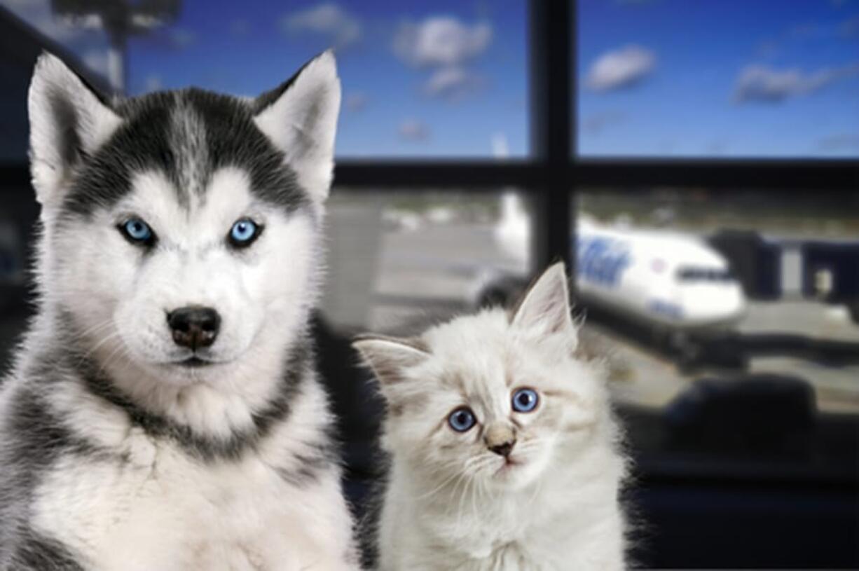 After a string of mishaps with pets on airplanes, the industry is coming up with new procedures.