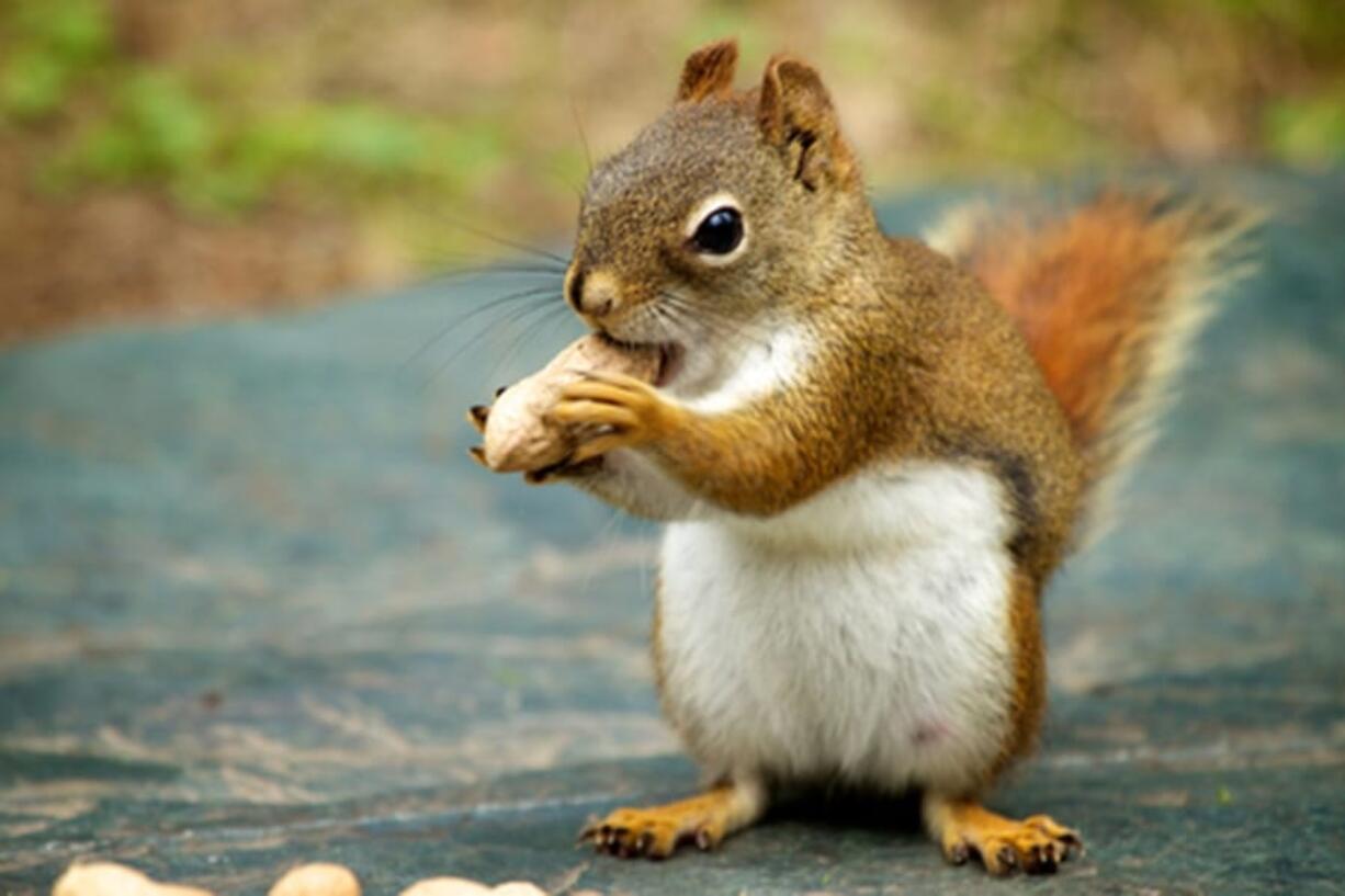 UC Berkeley research shows squirrel behavior is not so nutty.