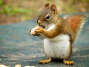 UC Berkeley research shows squirrel behavior is not so nutty.