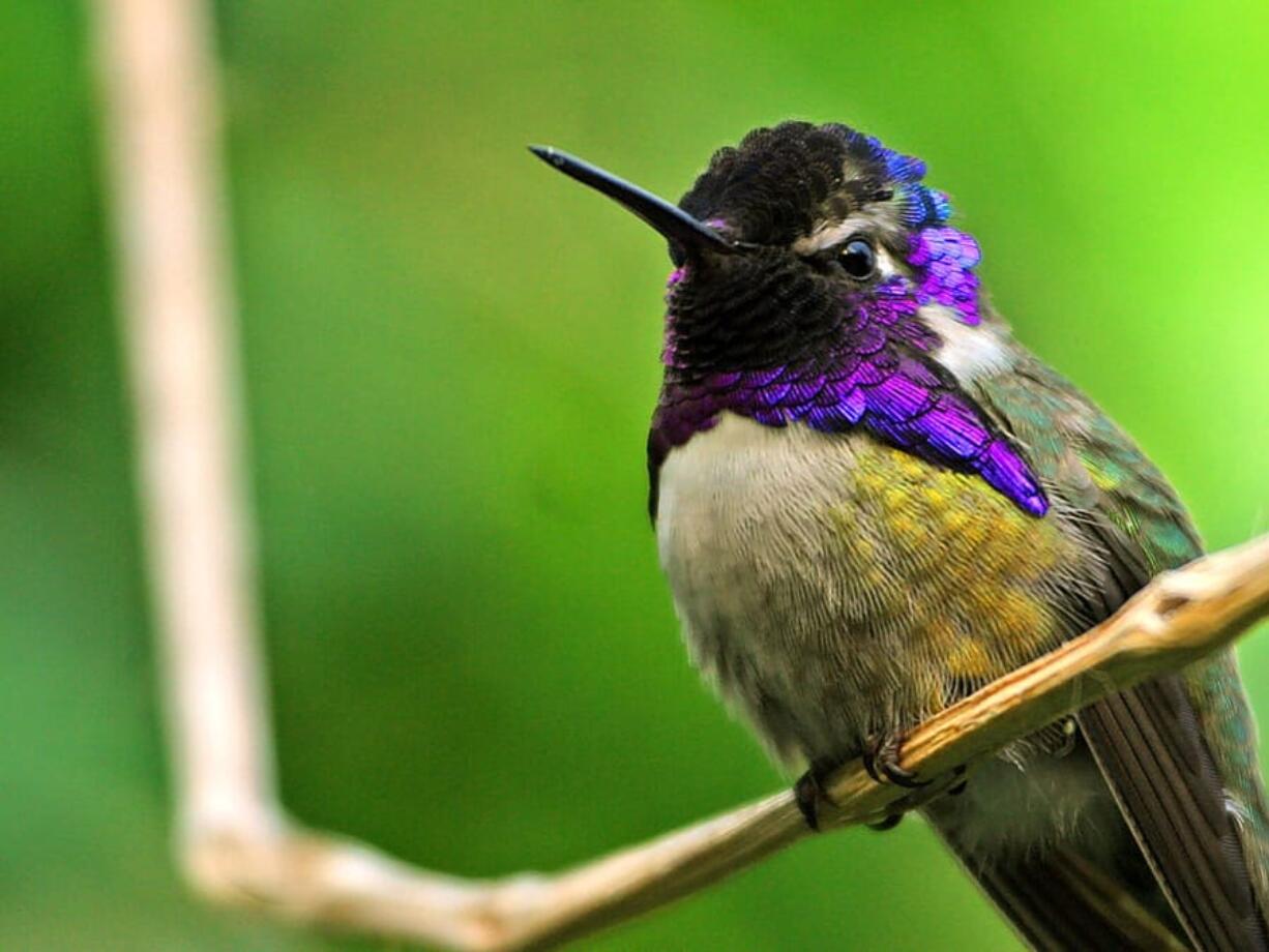 The Costa’s hummingbird Fresno Bee