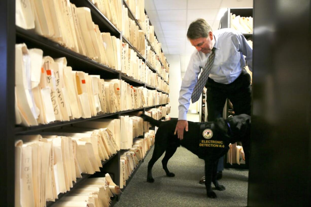 Prosecutor Jeff Pavletic, pauses to pet Browser, a 1 year-old English labrador, while walking among rows of legal files inside the Lake County State’s Attorney’s office at the Lake County Courthouse on Tuesday, April 17, 2018 in Waukegan. Browser is a dog trained to sniff out electronics is particularly useful during raids on homes where electronic devices are easy to hide. According to Browser’s handler, Carol Gudbrandsen, Browser has found several tiny electronic devices missed by law enforcement. This includes devices hidden in slippers, trash cans and jewelry boxes, according to Gudbrandsen.