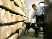 Prosecutor Jeff Pavletic, pauses to pet Browser, a 1 year-old English labrador, while walking among rows of legal files inside the Lake County State’s Attorney’s office at the Lake County Courthouse on Tuesday, April 17, 2018 in Waukegan. Browser is a dog trained to sniff out electronics is particularly useful during raids on homes where electronic devices are easy to hide. According to Browser’s handler, Carol Gudbrandsen, Browser has found several tiny electronic devices missed by law enforcement. This includes devices hidden in slippers, trash cans and jewelry boxes, according to Gudbrandsen.