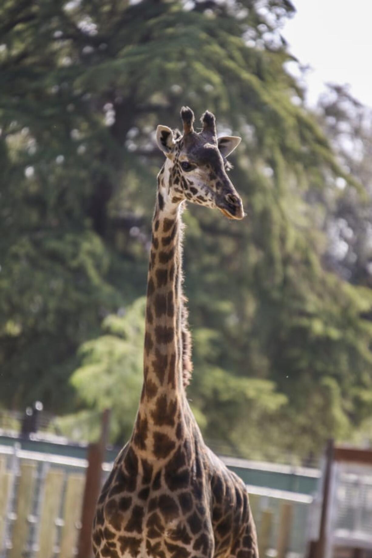 The Fresno Chaffee Zoo announced it has added a new giraffe named Betty Lou.