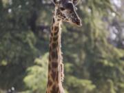 The Fresno Chaffee Zoo announced it has added a new giraffe named Betty Lou.