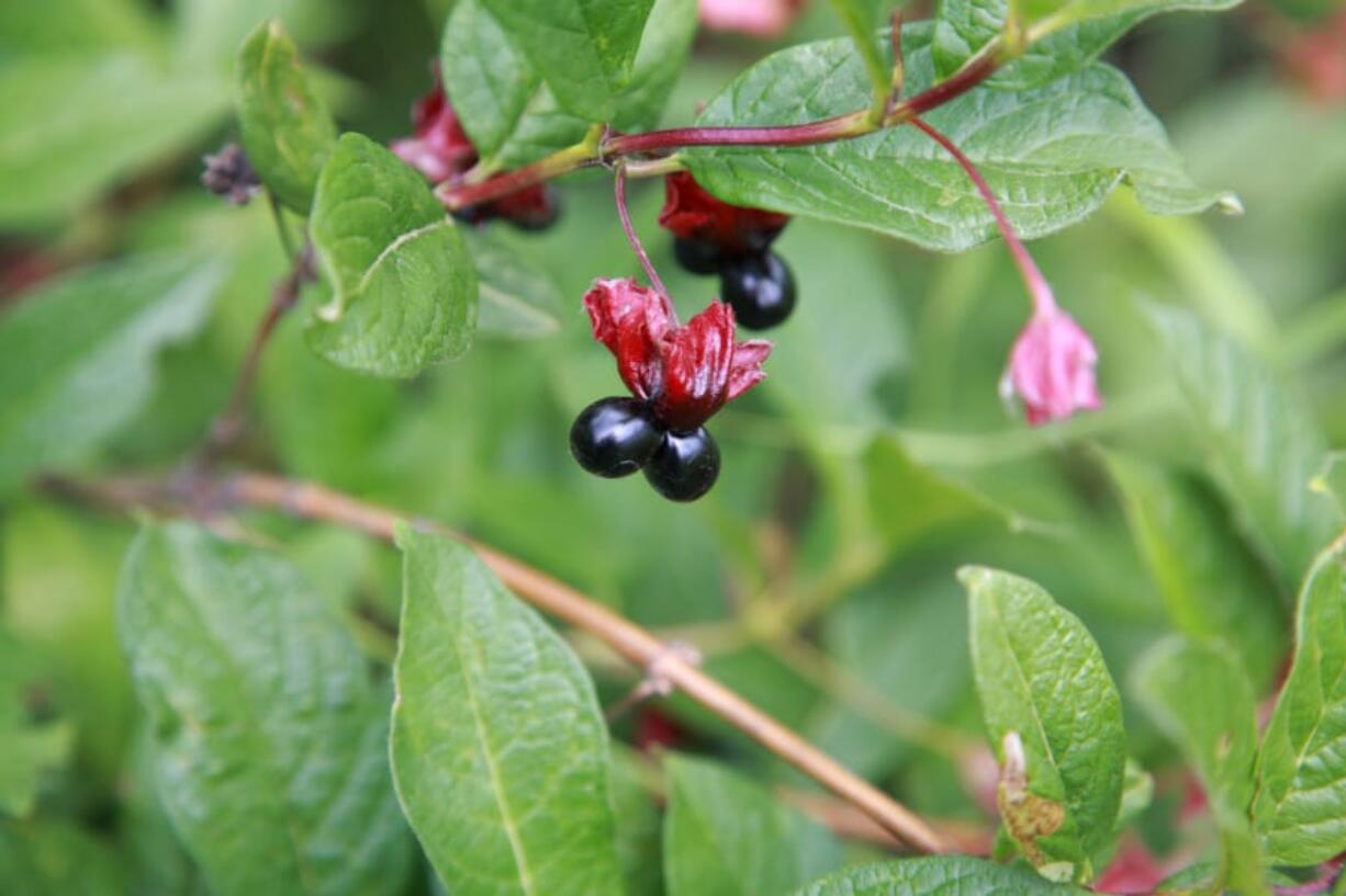 Twinberry honeysuckle