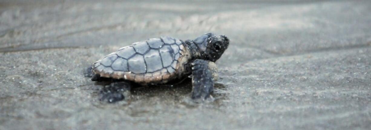 One of the live loggerhead sea turtles found in a nest inventory at South Carolina’s Myrtle Beach State Park makes its way to the Atlantic Ocean in 2012.