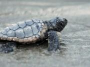 One of the live loggerhead sea turtles found in a nest inventory at South Carolina’s Myrtle Beach State Park makes its way to the Atlantic Ocean in 2012.