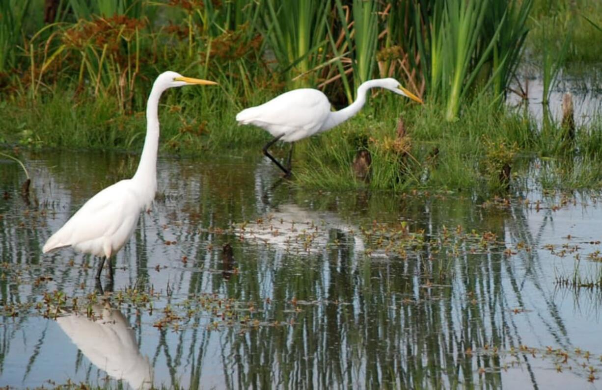 The great egret has white feathers, an orange bill and black legs.