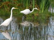 The great egret has white feathers, an orange bill and black legs.