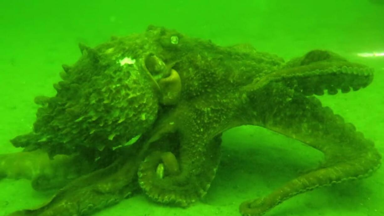 A giant pacific octopus swims Oct. 5, 2014, at the bottom of the Puget Sound near Edmonds. Alaska’s SeaLife Center is hoping to raise thousands of octopus hatchlings.