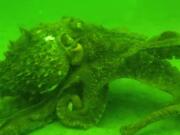 A giant pacific octopus swims Oct. 5, 2014, at the bottom of the Puget Sound near Edmonds. Alaska’s SeaLife Center is hoping to raise thousands of octopus hatchlings.