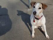 May, an 11 year old Jack Russell Terrier, died about two weeks ago.