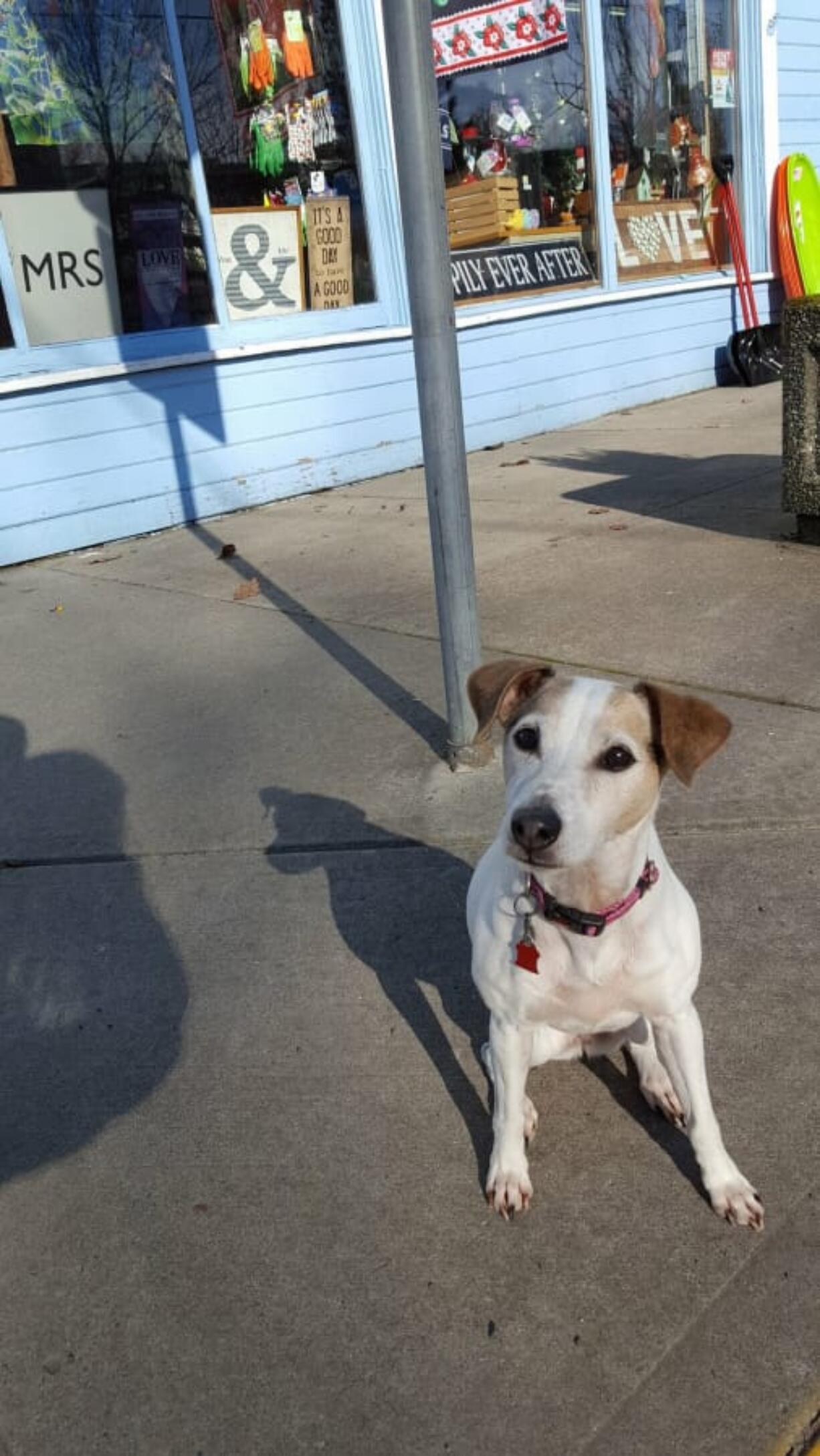 May, an 11-year-old Jack Russell Terrier, died about two weeks ago. She was one of Ridgefield’s more well known dogs, as she spent her days outside Ridgefield Hardware.