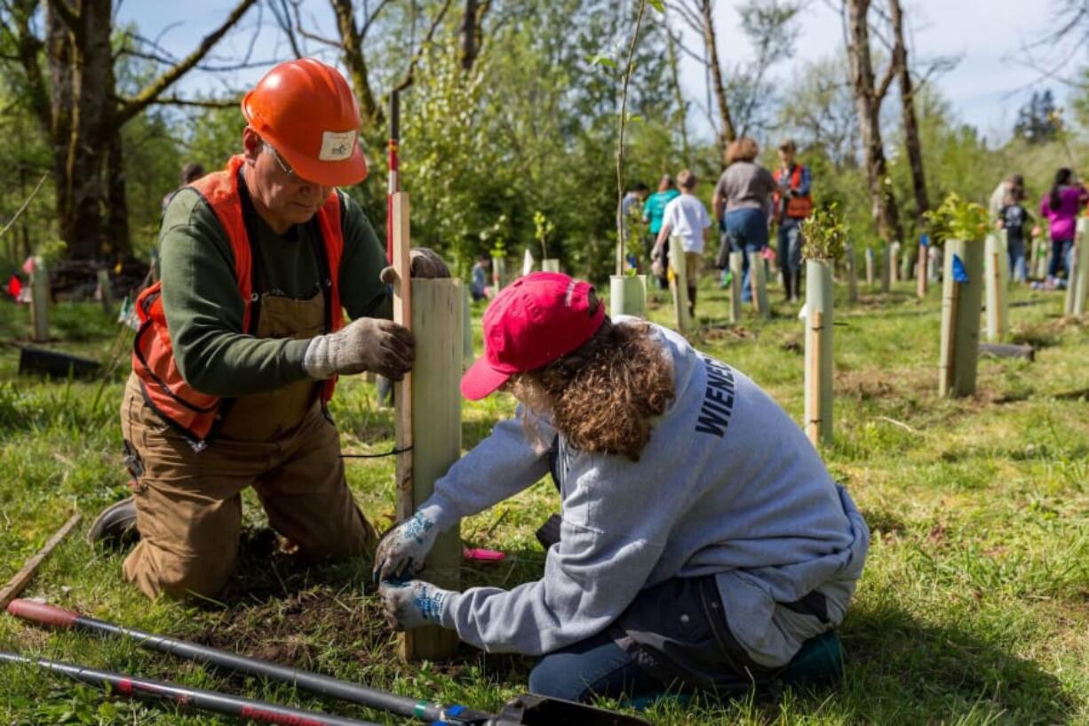 Stream Team volunteer leader George Pollock and a volunteer get another tree into the ground at a previous Earth Day outing.