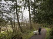 Sheryl Beauchaine of Vancouver walks her daughter’s dogs recently on Heritage Trail along Lacamas Lake. The biofilter in the lake has not been maintained for about 30 years, causing it to become overgrown with trees.