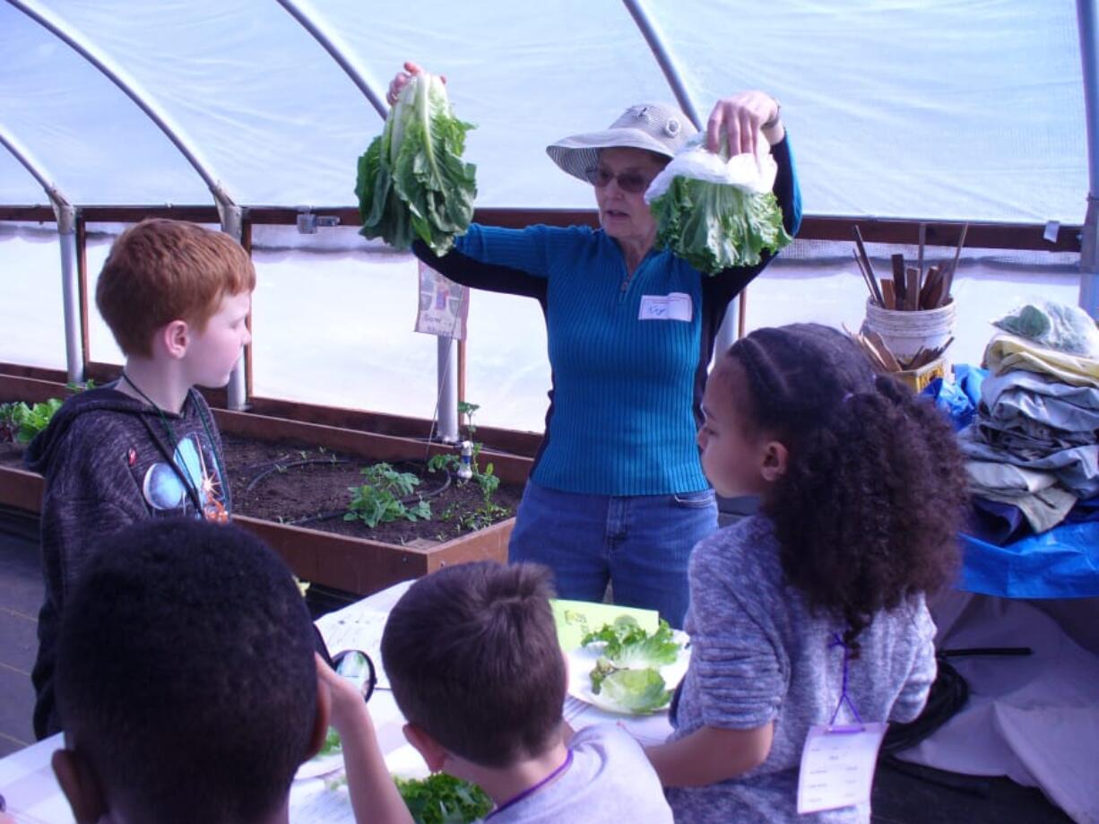 Hazel Dell: Kay Hudziak, who volunteers with the Washington State University Master Gardeners, helps students at Hazel Dell School’s Enrichment Fair explore different varieties of lettuce and spinach.